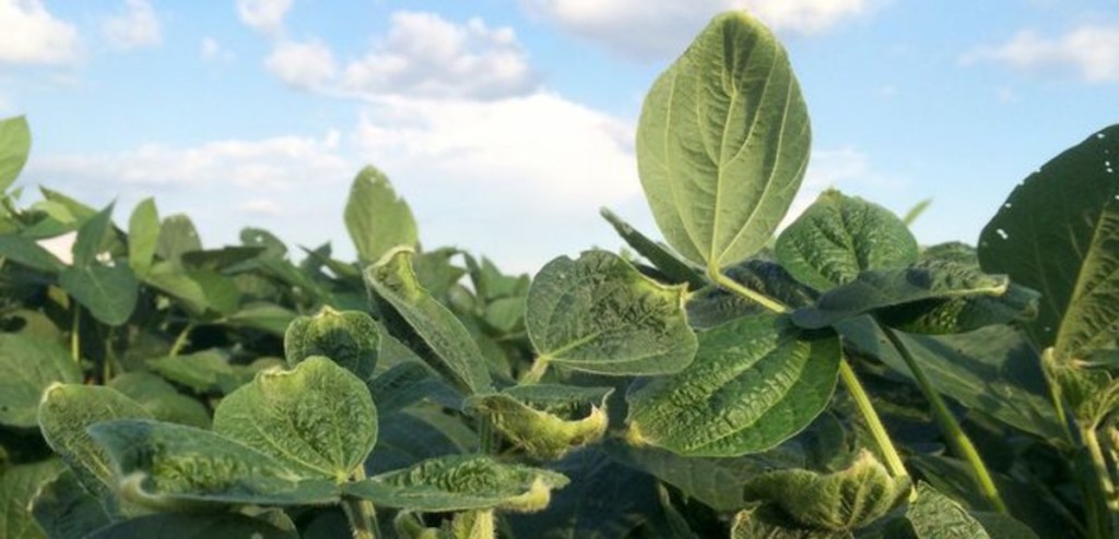 EPA’s 2026 dicamba labels come with new&nbsp;restrictions